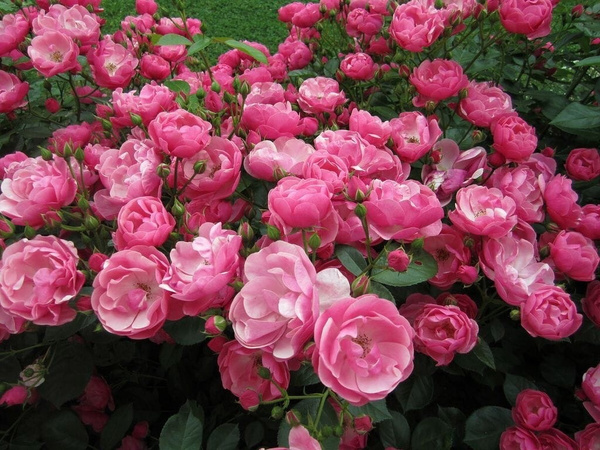 Фото 2
