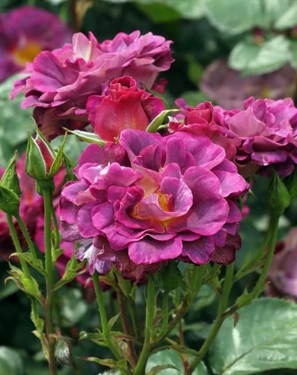 Блаувестад (Blauwestad