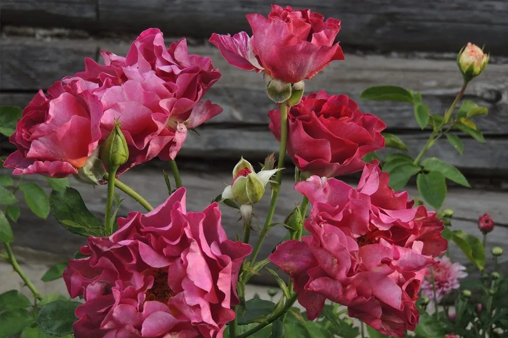 Фото 3