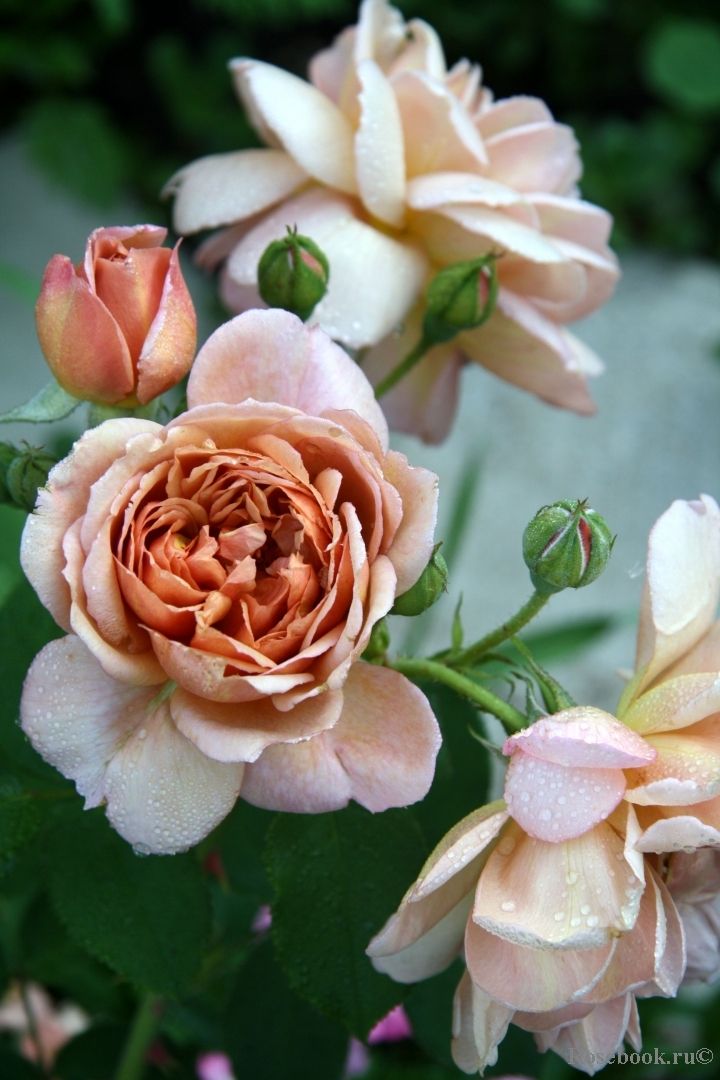 Фото 2
