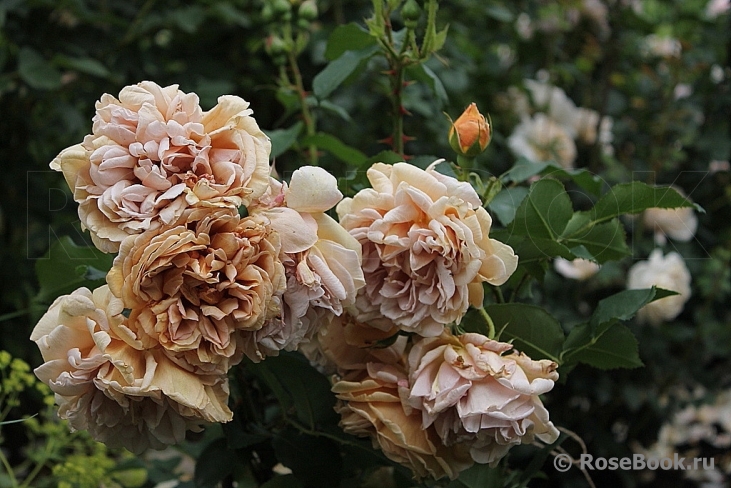 Фото 3