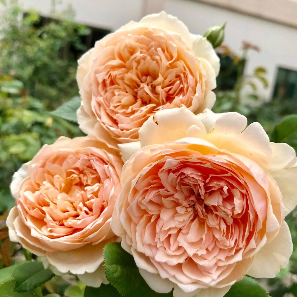 Фото 2