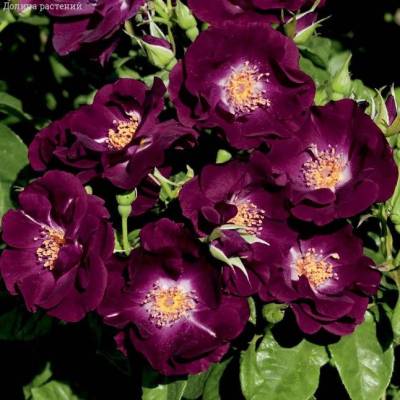 Фото 2