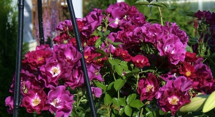 Фото 3