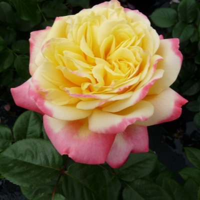 Юбилей Кордеса