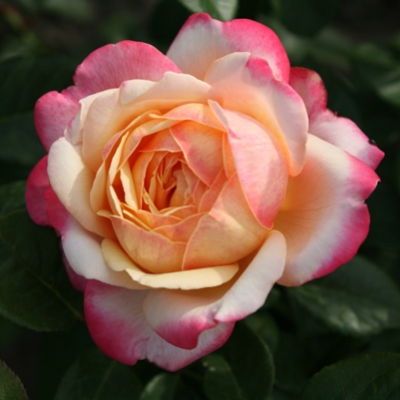 Фото 2
