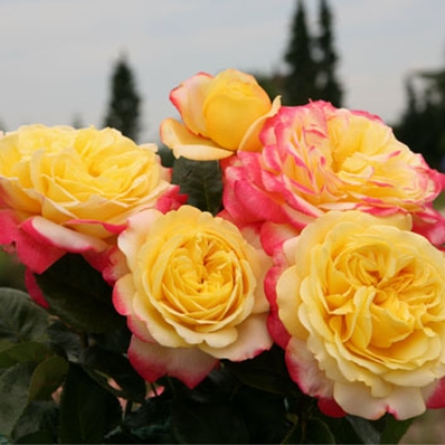 Фото 3