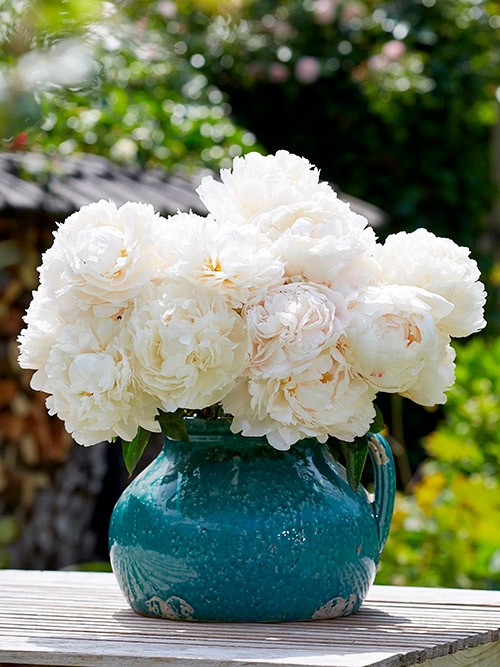 Лилейник Боул Оф Крим