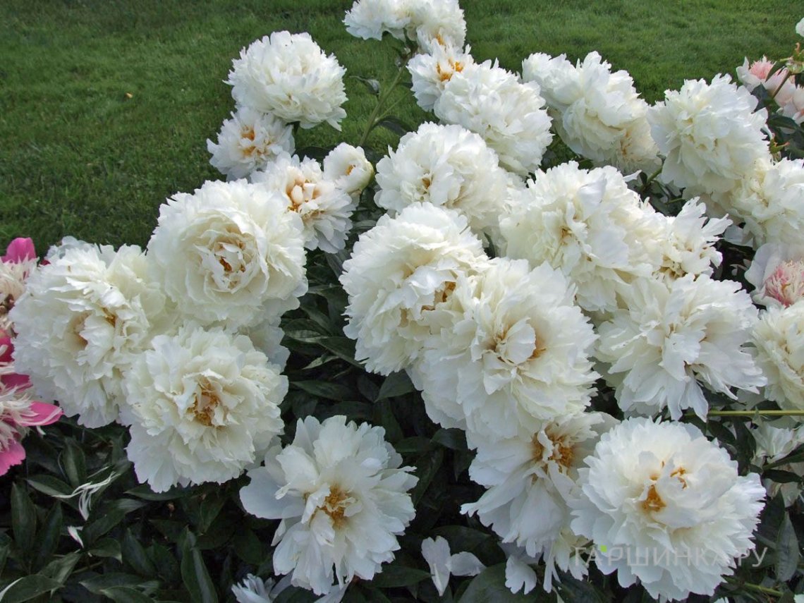 Фото 2