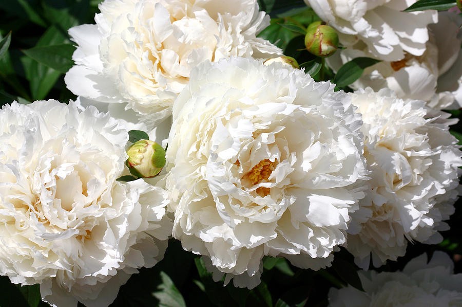 Фото 3