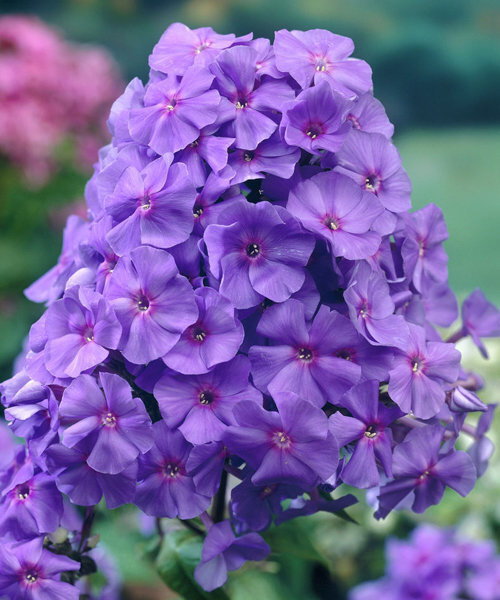 Флокс метельчатый Аметист