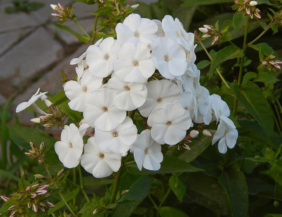 Фото 2