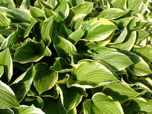 Хоста Ауреомаргината