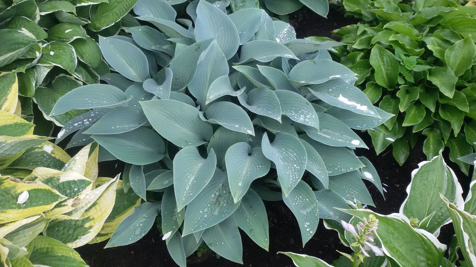 Хоста Канадиан Блю