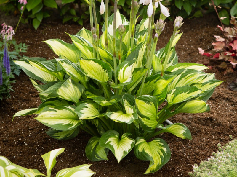 Хоста Колорид Халк