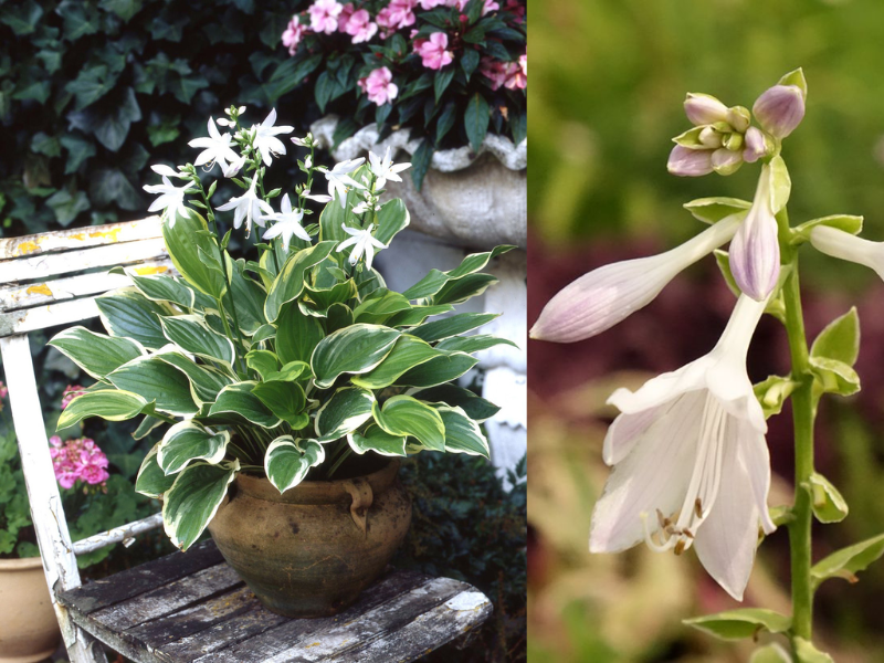 Хоста Со Свит