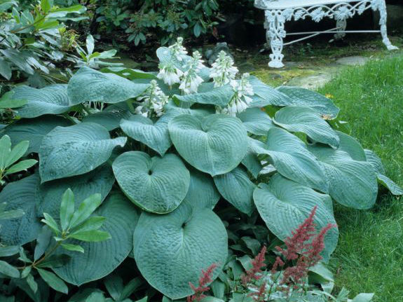 Хоста Элеганс