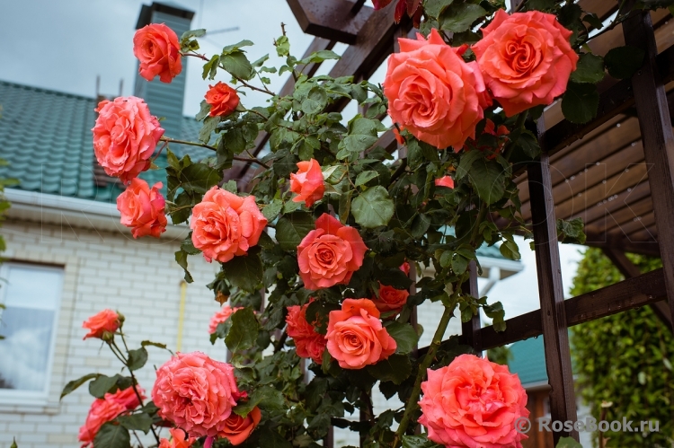 Ди Ди Бриджаоутер