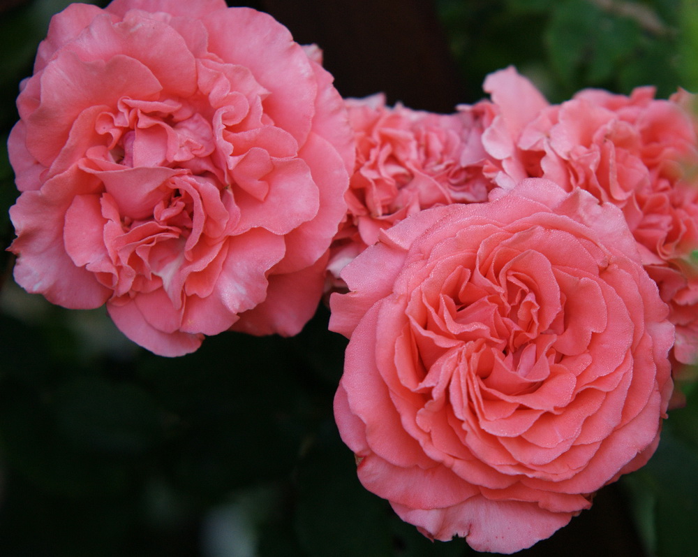 Фото 2