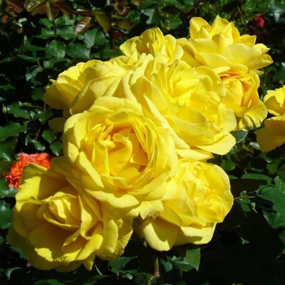 Фото 2
