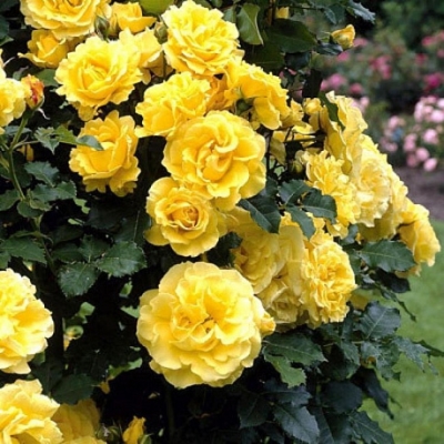 Фото 3