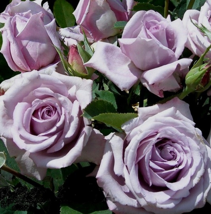 Индигалетта