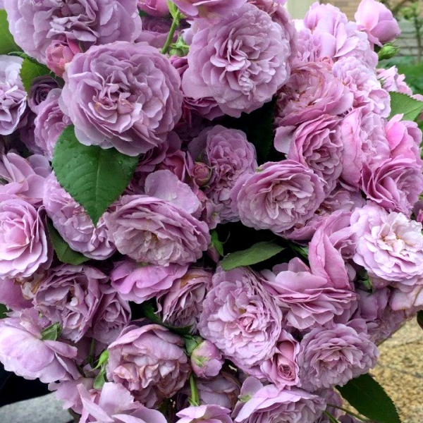 Лавандовый букет' (Lavender Bouquet) 