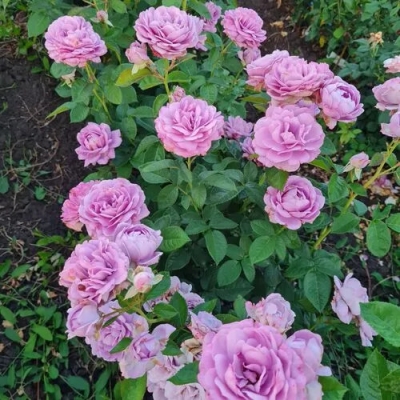 Фото 3