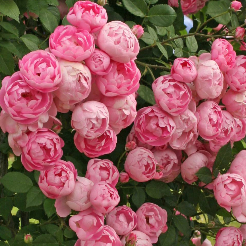 Фото 2