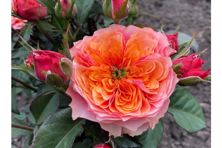 Кенингстон Гарден