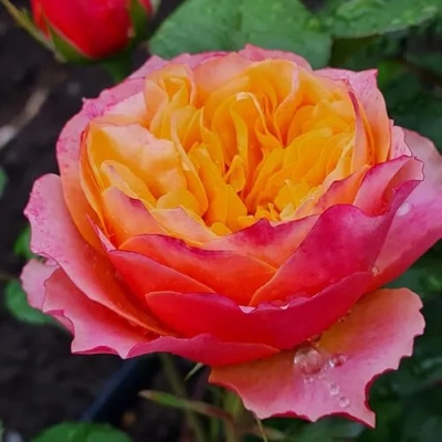 Фото 3