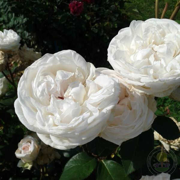 Марианжела Мелато