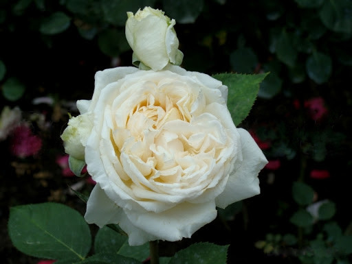 Фото 3