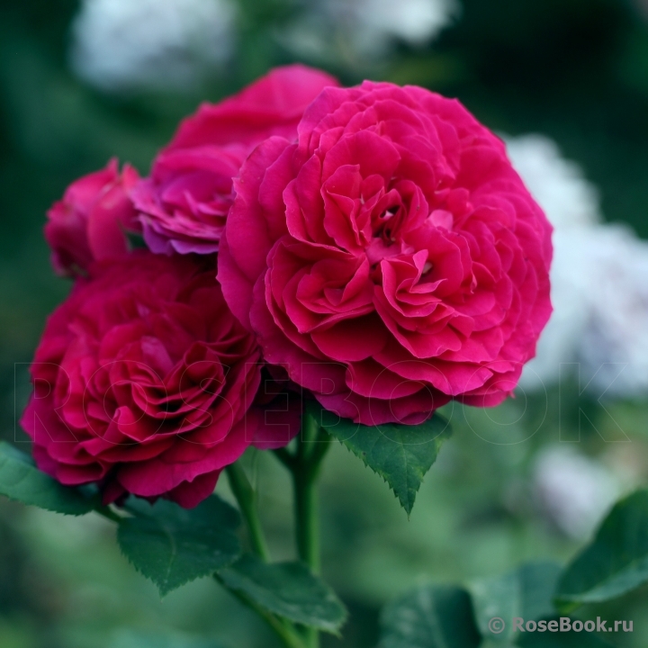 Фото 2