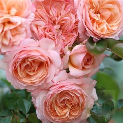 Сурир де Хавр