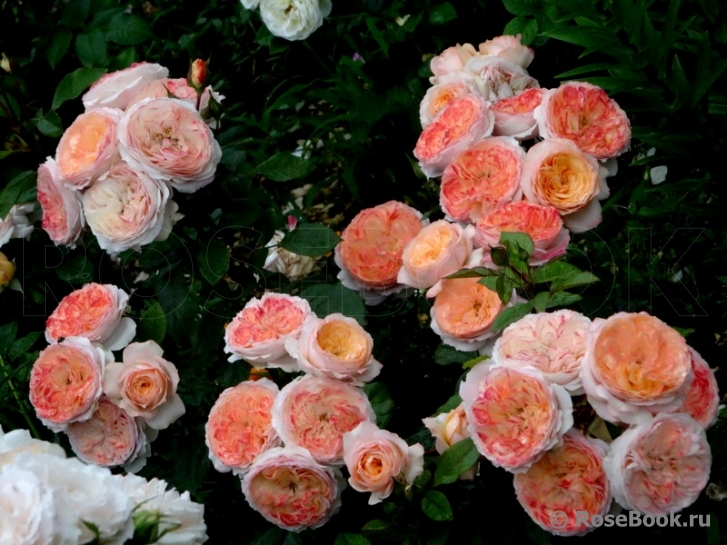 Фото 3