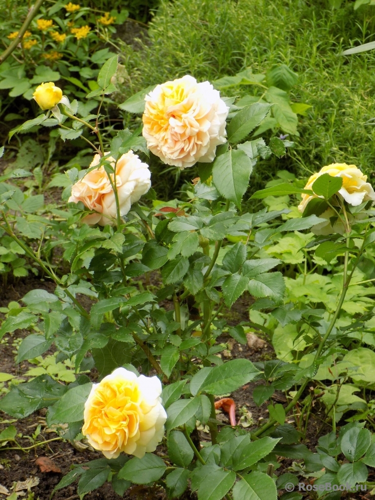 Фото 2
