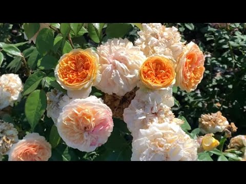 Фото 3