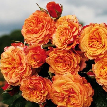 Ла Вилла Кота)