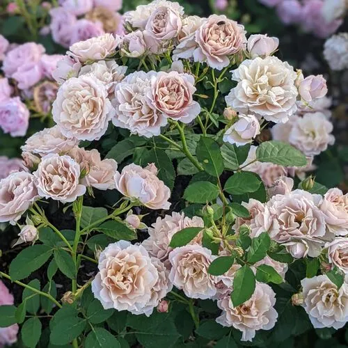 Фото 2