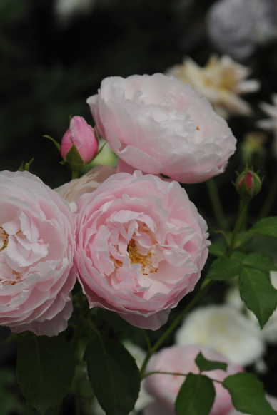 Фото 3